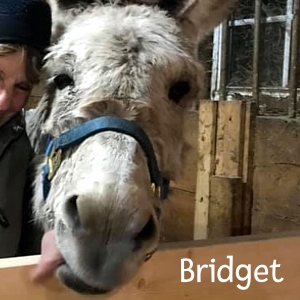 AMBridget