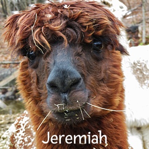 BB-Jeremiah