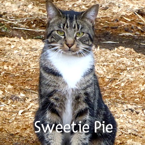 BB-SweetiePie2