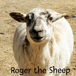 BB-RogerTheSheep