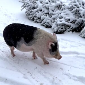GronkinTheSnow