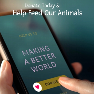 DonateHomePageAd-2