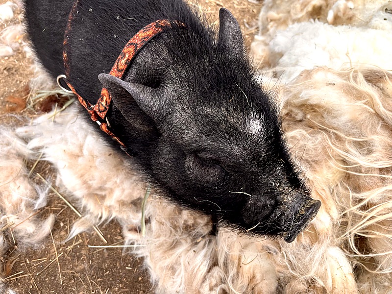 ArchieTheMiniPig-6