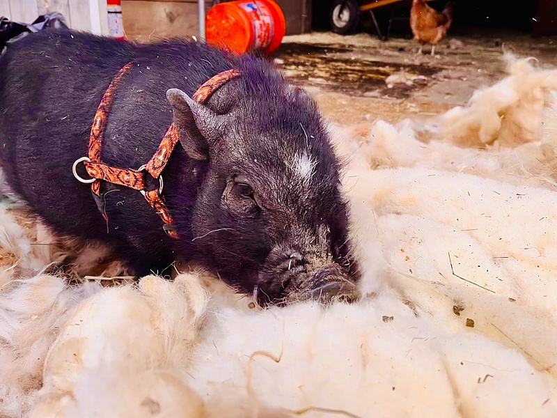 ArchieTheMiniPig-8