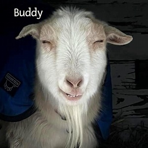 BBBuddy