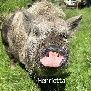 BBHenrietta
