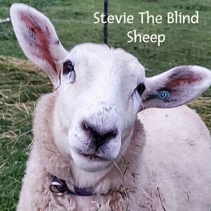 BBStevie