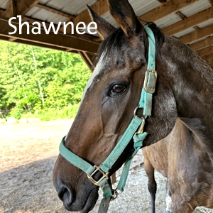 BBShawnee-2