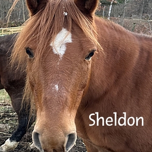 BBSheldon-2