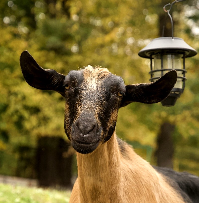 Beth Beth The Goat