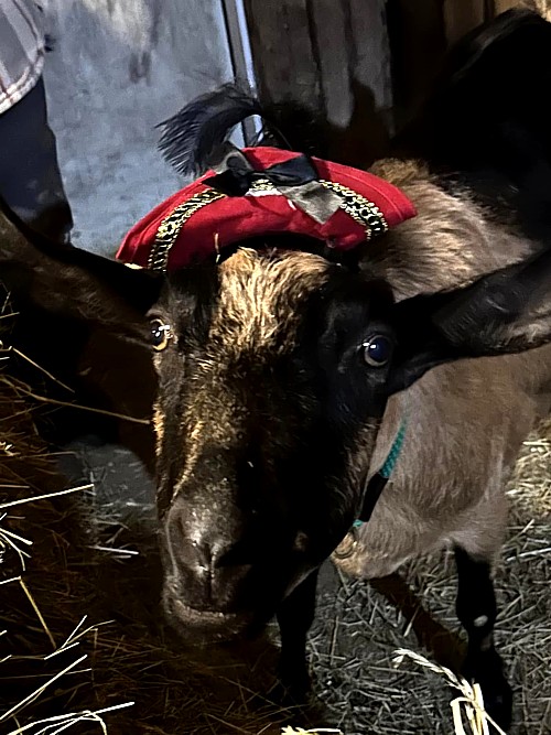 Beth3 Beth the goat in her new hat